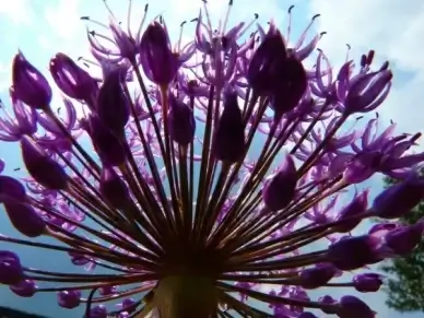 chives flower spice