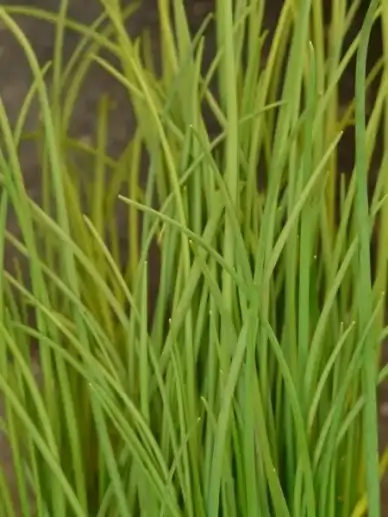 chives leek kitchen spice