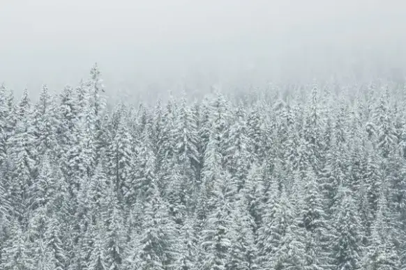 christmas cold fir fog forest freeze frost frozen