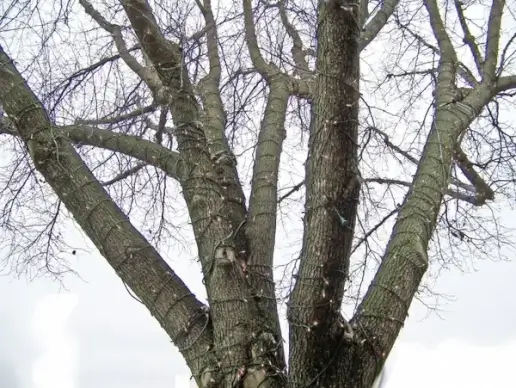 christmas lights on tree