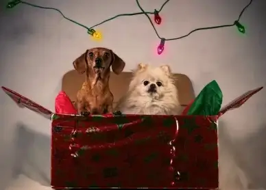 christmas party animals