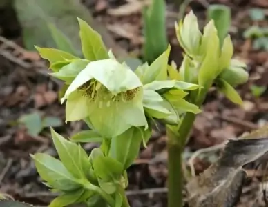 christmas rose early bloomer spring