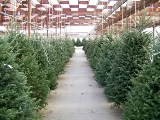 christmas tree lot