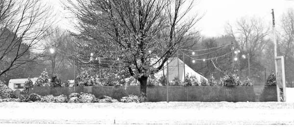 christmas tree lot