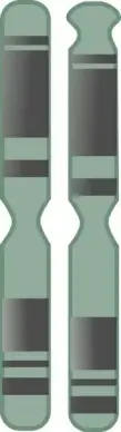 Chromosome