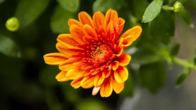 chrysanthemum flower picture elegant blooming closeup
