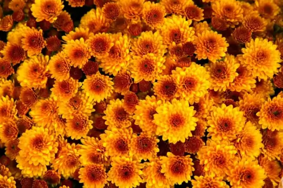 chrysanthemum flowers backdrop picture blooming scene 