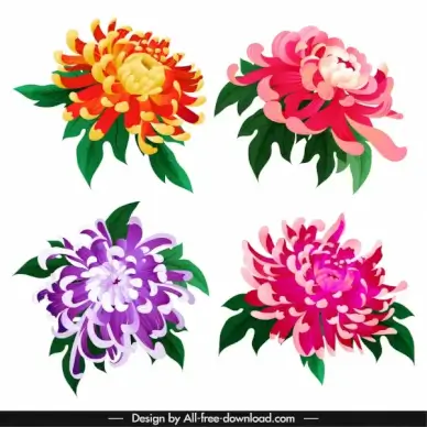 chrysanthemum petals icons colorful blooming sketch classical design