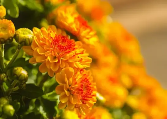 chrysanthemums flowers picture elegant blurred closeup 