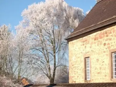 church tree sky