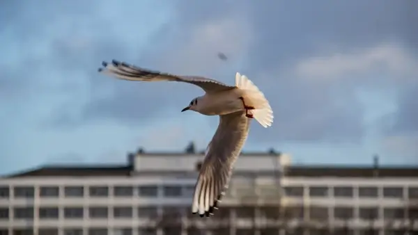 city bird