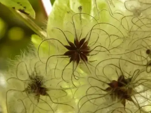 clematis vitalba fruits white