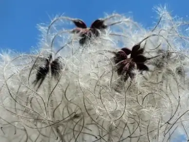 clematis vitalba pods soft