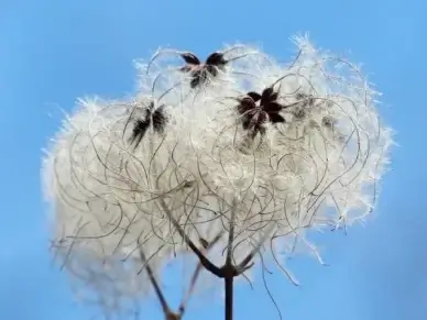 clematis vitalba pods soft