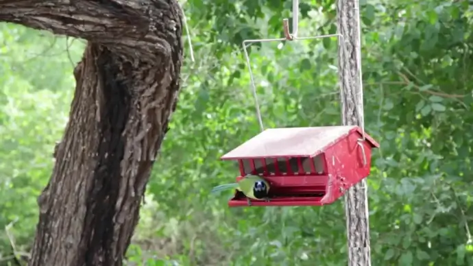 clip of parrot eating on house nest