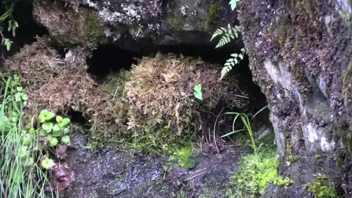 clip of wild bird feeding small chicks