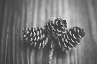 close up cone nature pine cone wood