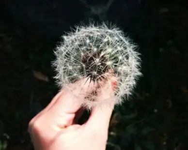 close up dandelion finger flower hand nature pattern