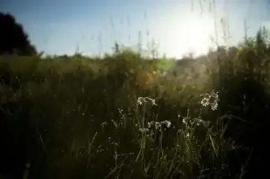 close up field flare flower grass nature plant sun