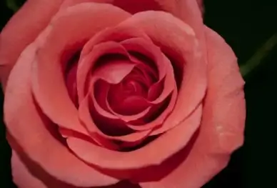 close up flower petal romance rose