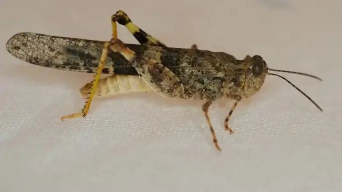closeup of brown grasshopper crawling indoor