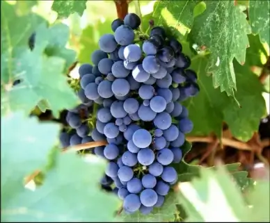 closeup of grapes on the vine