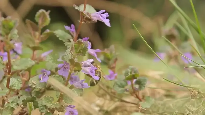 closeup of honeybee on violet flowers
