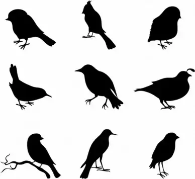 Close-up of various birds