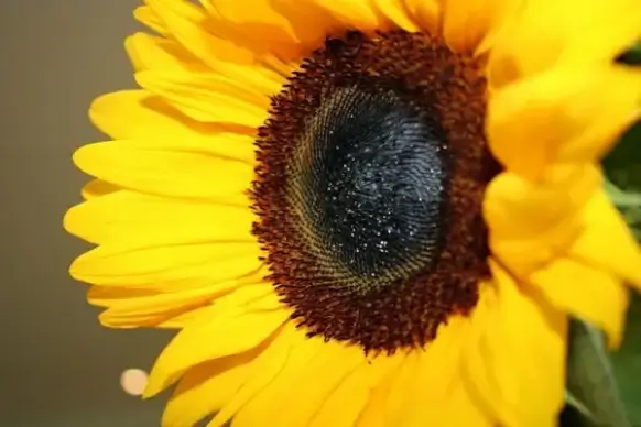 closeup sunflower