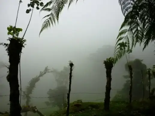 cloud forest farm