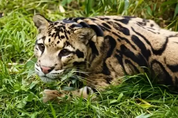 clouded leopard