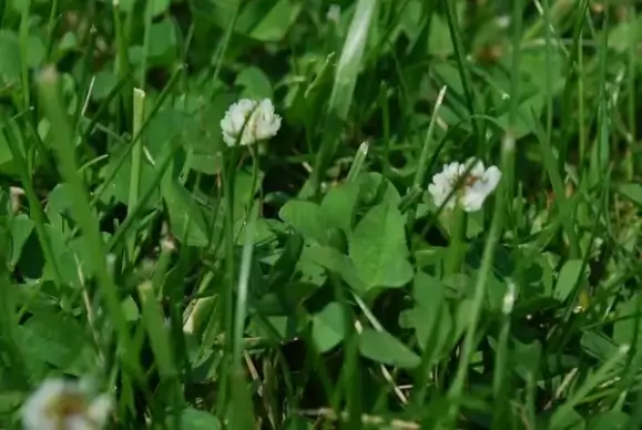 clover