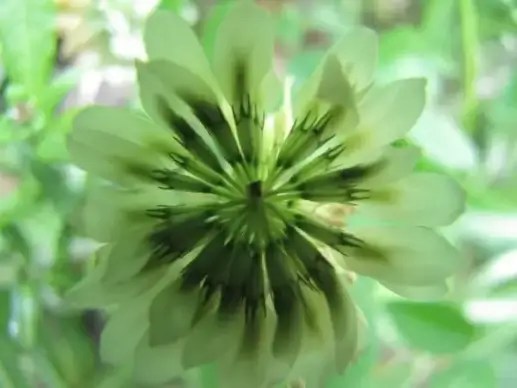clover
