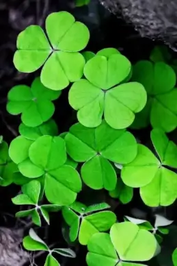 clovers