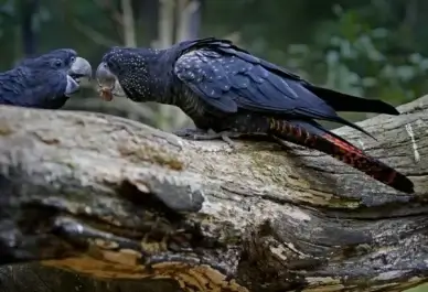 cockatoo red-tailed cockatoo calyptorhynchus banksii