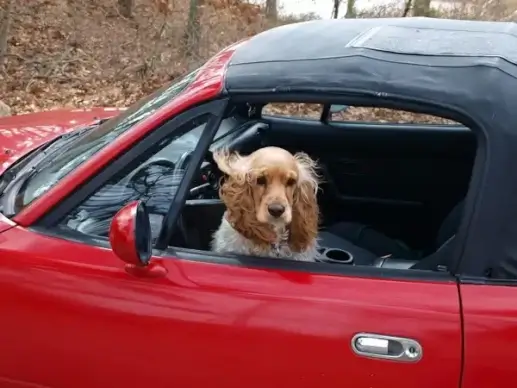 cocker spaniel dog car
