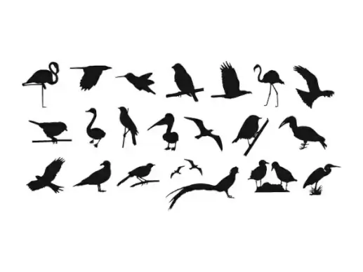 Collection Of Birds Silhouettes