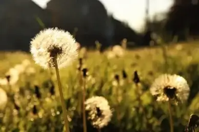 color dandelion flora
