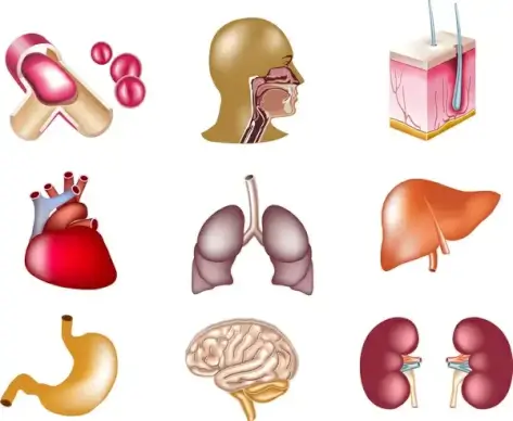 colored icon sets of internal organs