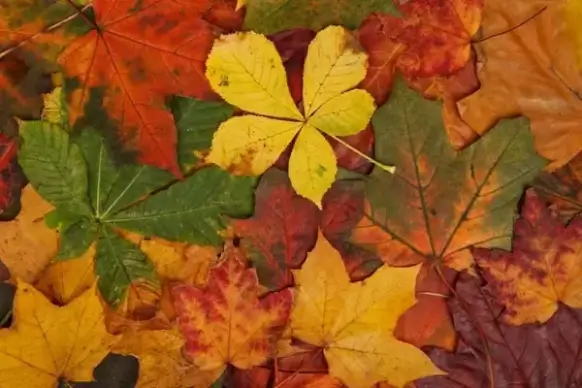 colorful autumn leaves