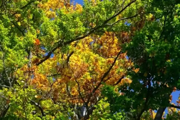 colorful autumn leaves