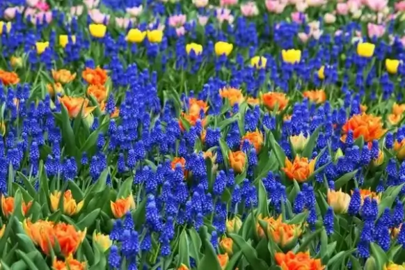 colorful flower background