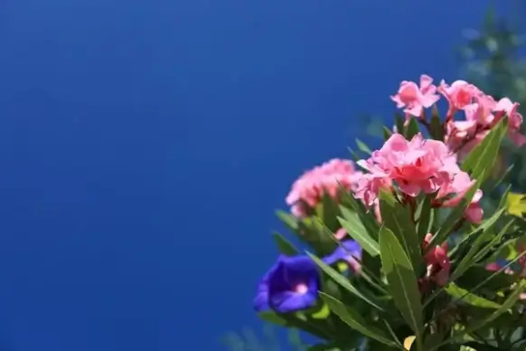 colorful flower background