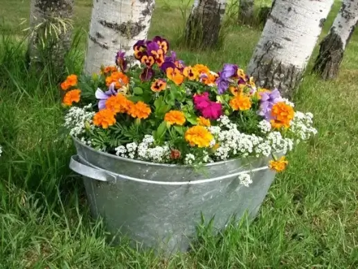 colorful flower bucket pot