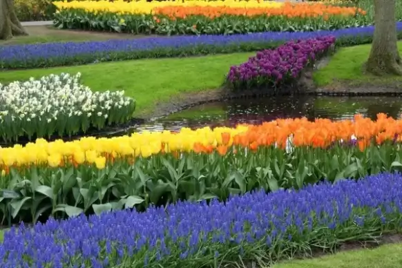 colorful flower garden