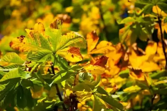 colorful horse chestnut leaves