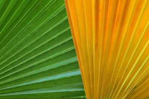 colorful palm leaves