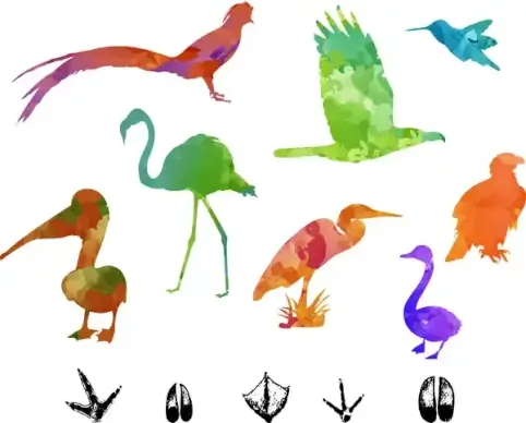 colorful silhouettes vector illustration of birds