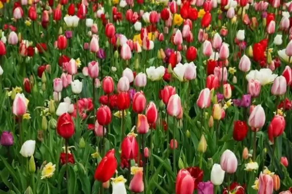 colorful tulips