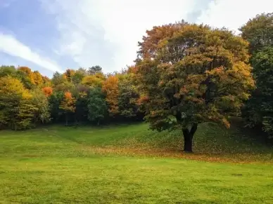 colours will come